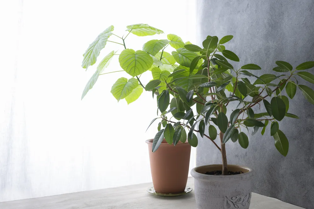 観葉植物
